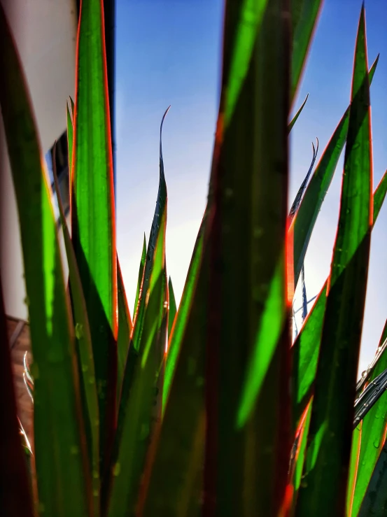 this is a po of a green plant