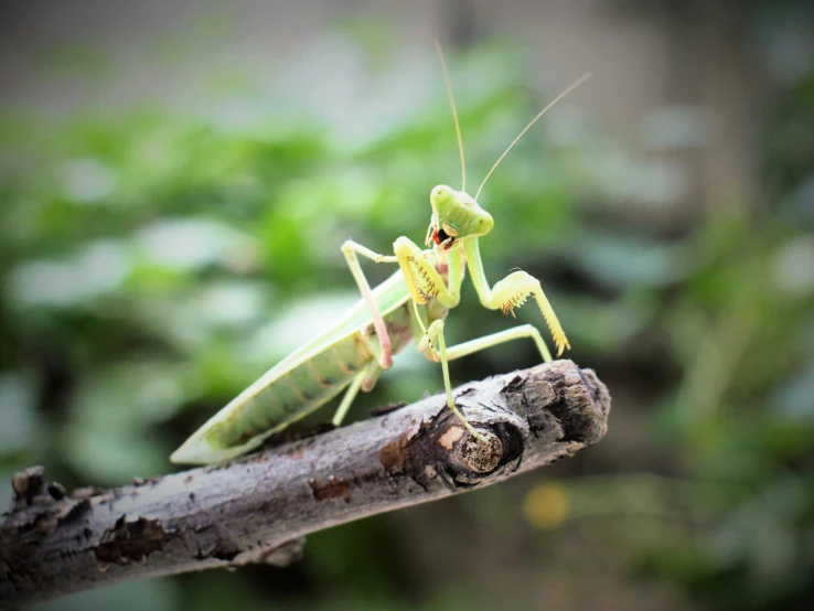 a large grasshopper with long legs sitting on top of a nch
