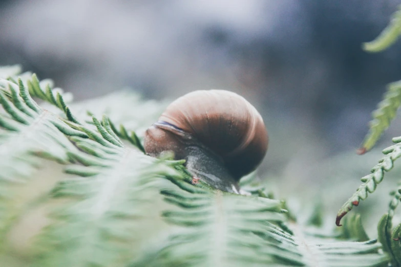 the close up of a single acorn standing on top of a green fern