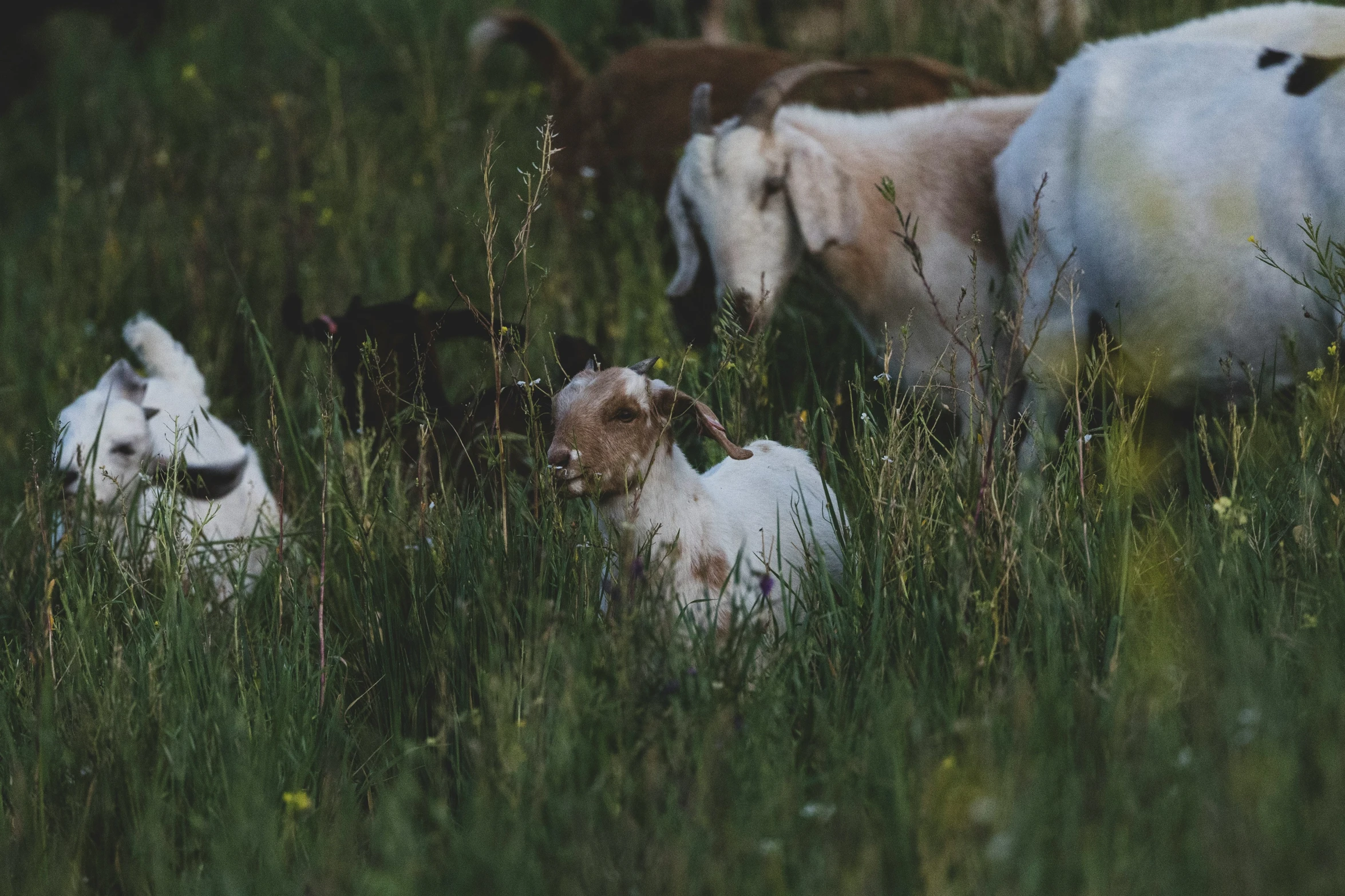 several goats are in a field together with one laying down