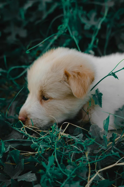 puppy sleeping in the grass near some bushes