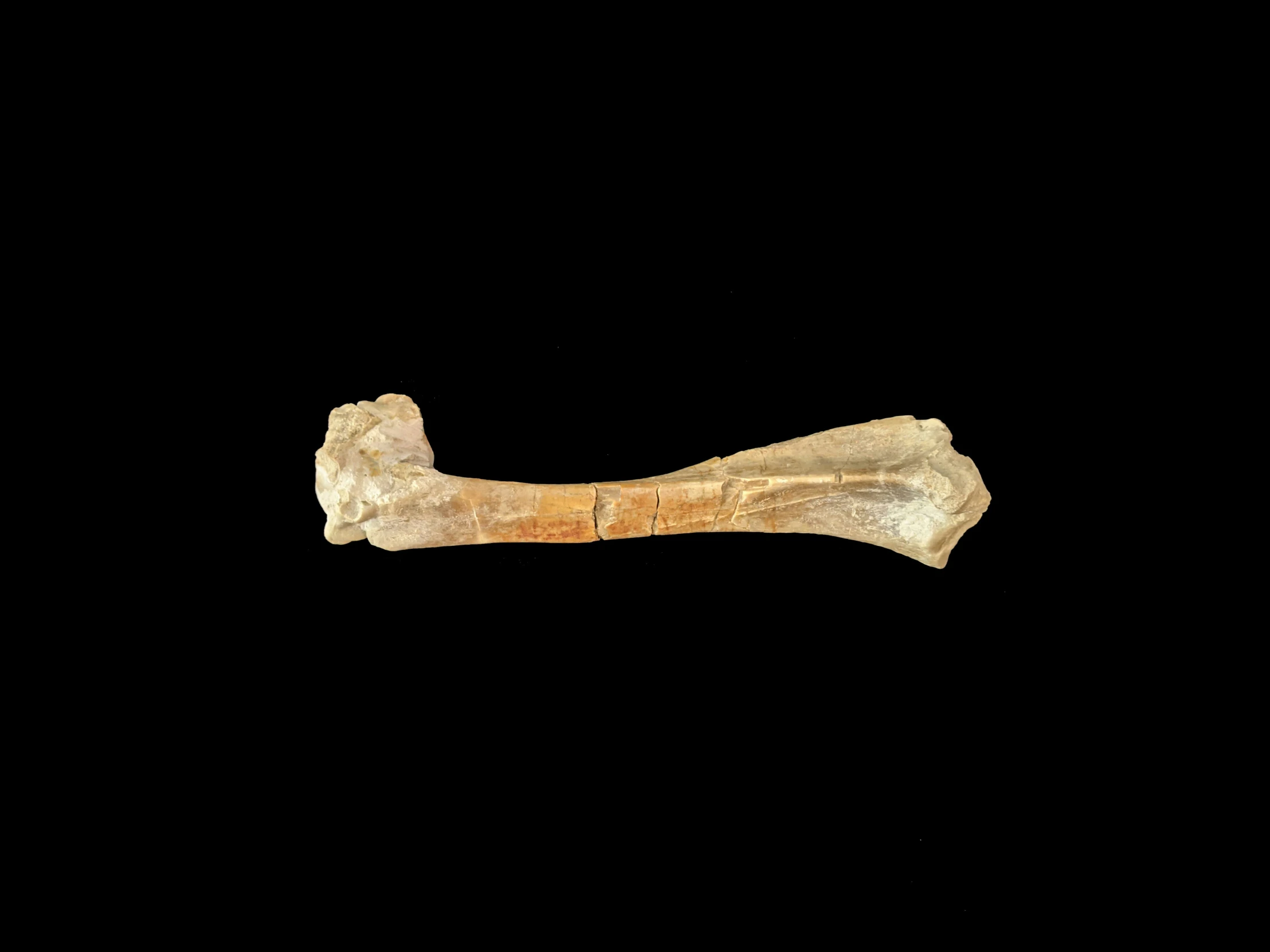 a bone that is brown with a white design