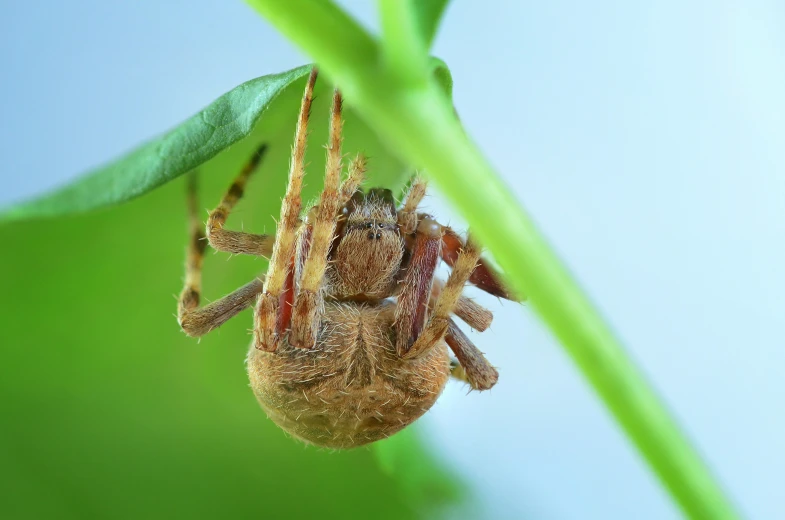 closeup of a spider on the tip of a green leaf
