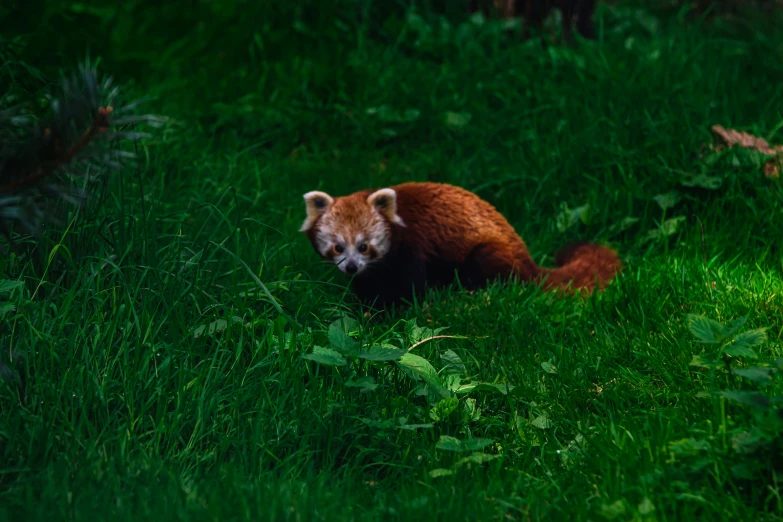 a small furry animal is walking through some green grass