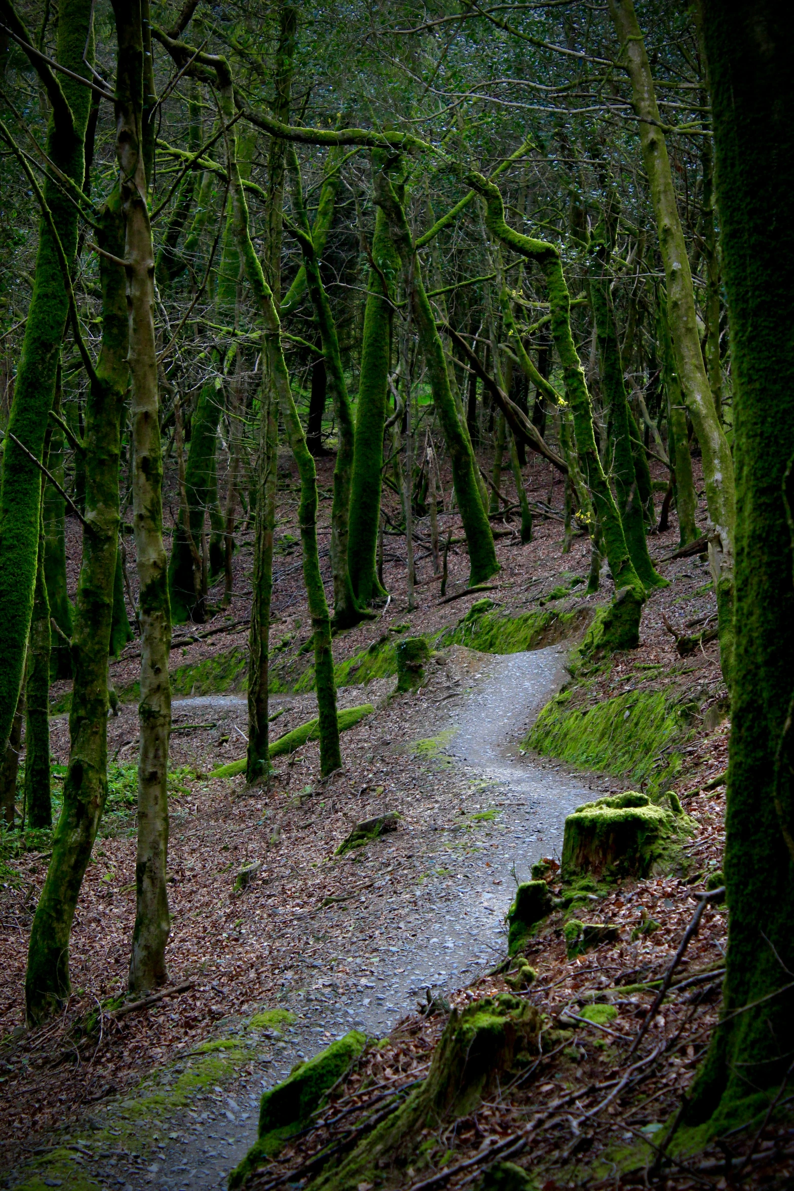 a path through the woods that is almost covered in moss