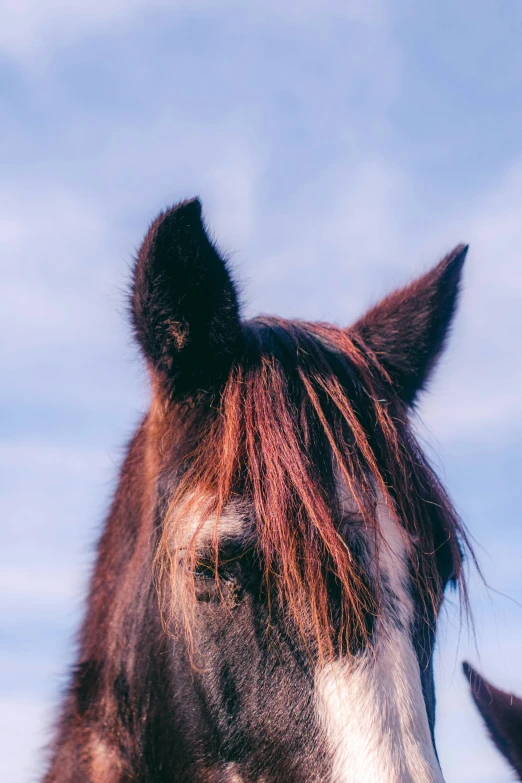 the head of an adorable horse looking up at the camera