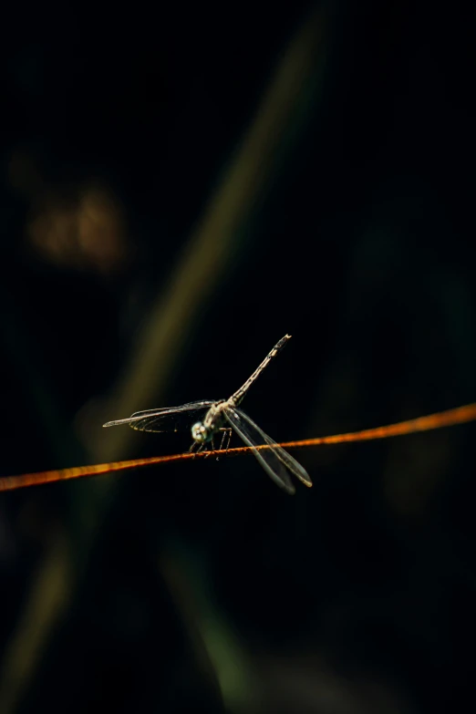 a spider crawling on a twig with dark background