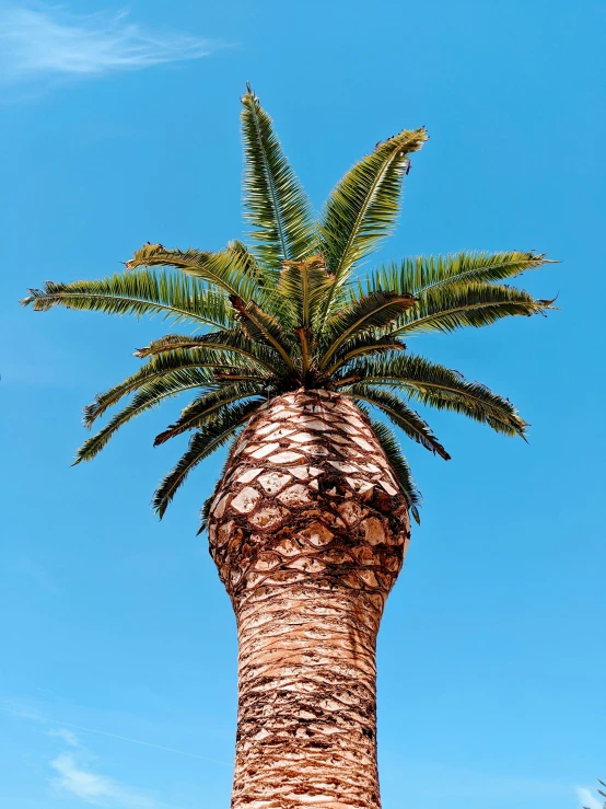 a palm tree in front of a blue sky
