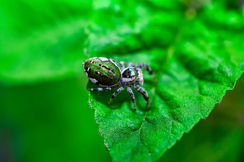 closeup of a spider on a leaf