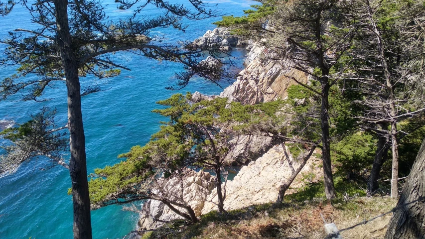 trees on a steep hill over looking the water