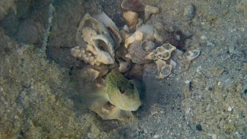 a yellow fish hiding in the sand at sea bottom