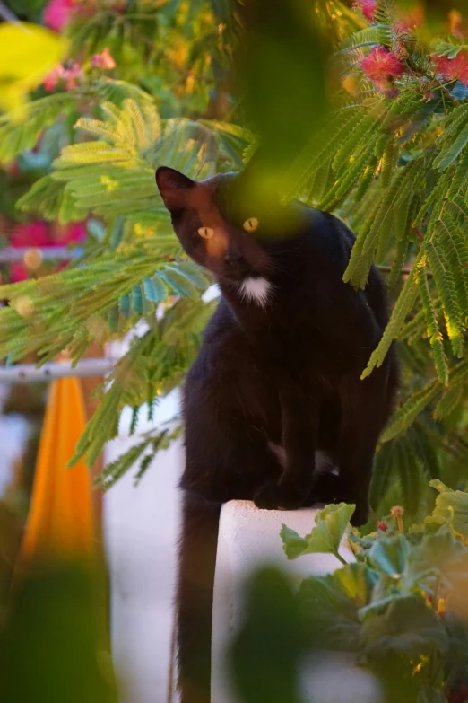 a black cat sitting in a tree with its eyes open