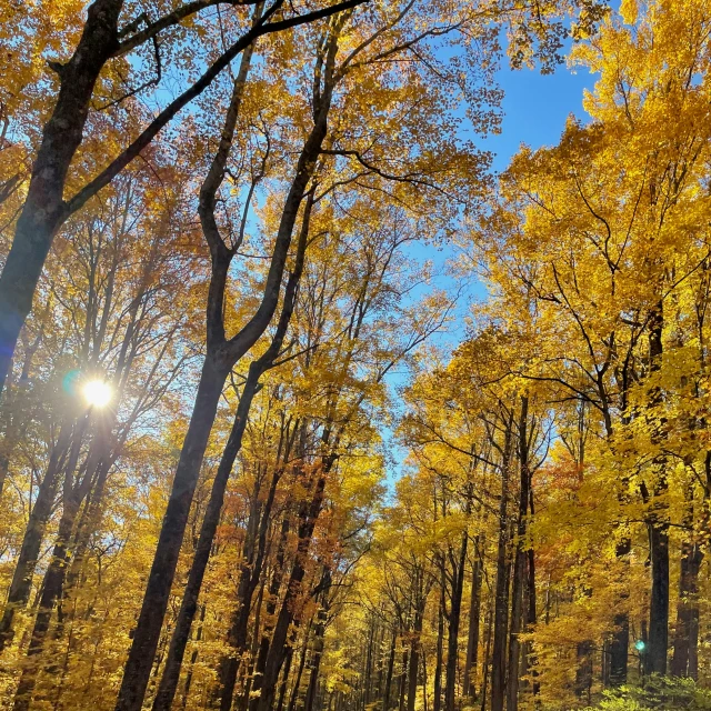 there is a bright sunlight shining down the trees