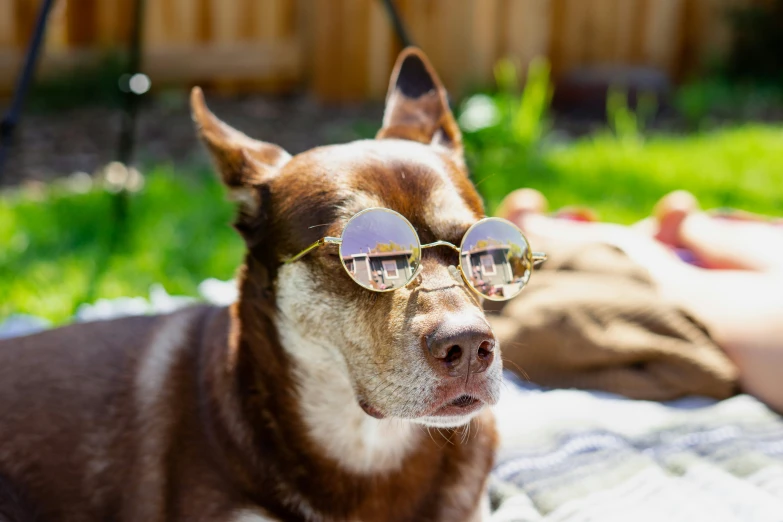 a dog with two glasses on and a person lying on a lawn