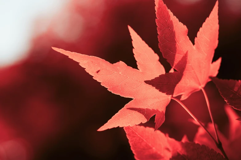a red leaf in the foreground and blurred back ground