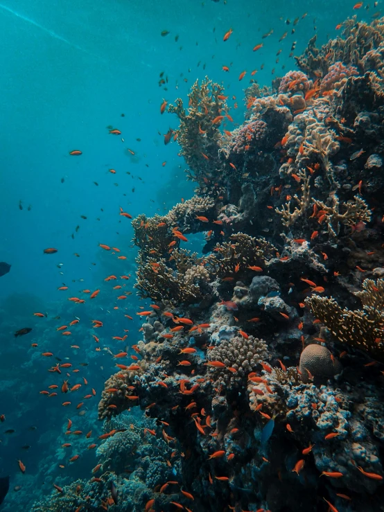 many fish swim on the sea floor near a coral