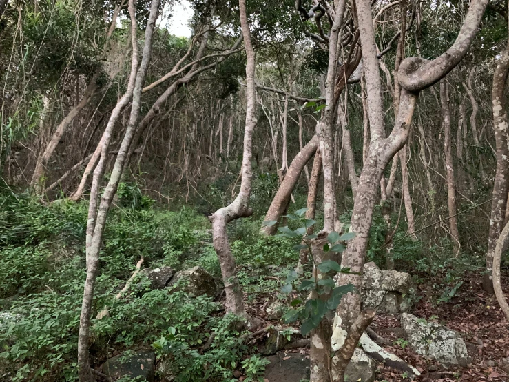 the woods of an area with lots of trees in it