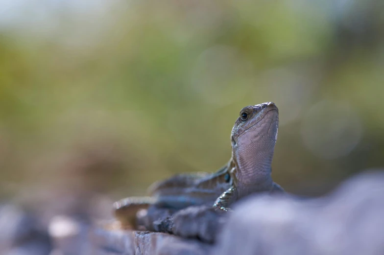 there is a small lizard crawling on the rock