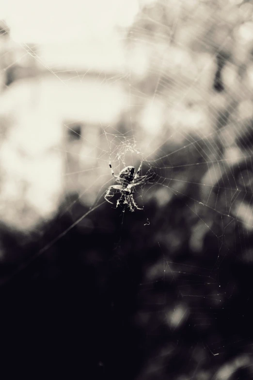 spider is sitting on the cobwe, while looking out from inside