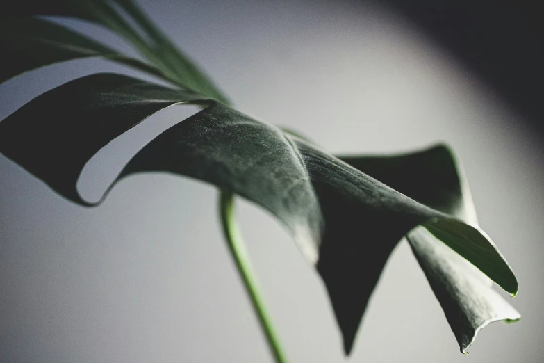 an image of a leaf with very long shadow