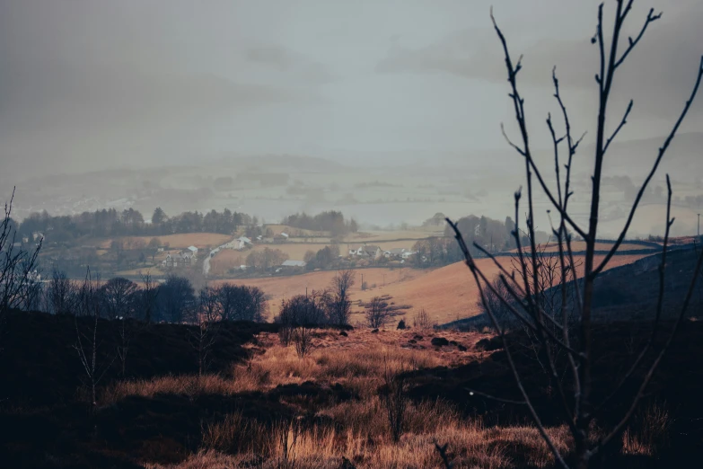 a very large field with trees in it