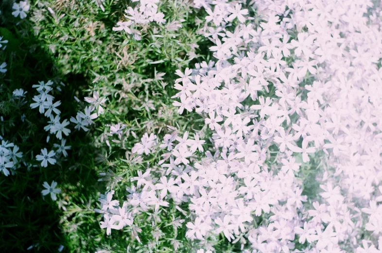 grass with a lot of white flowers growing in it