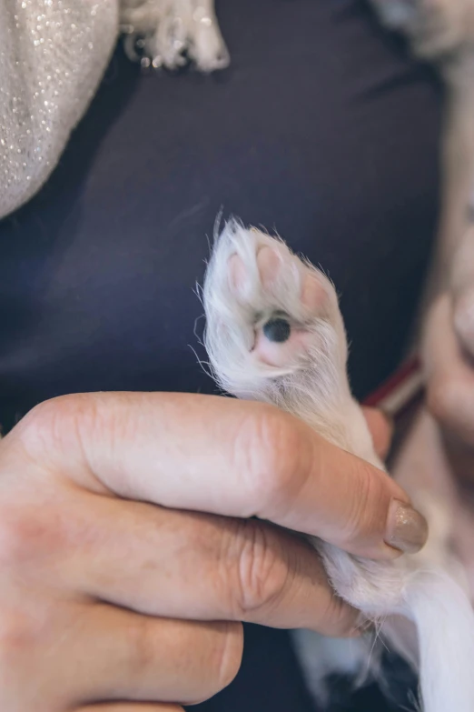 a small kitten sits in someone's lap and has his paws pointed to its left