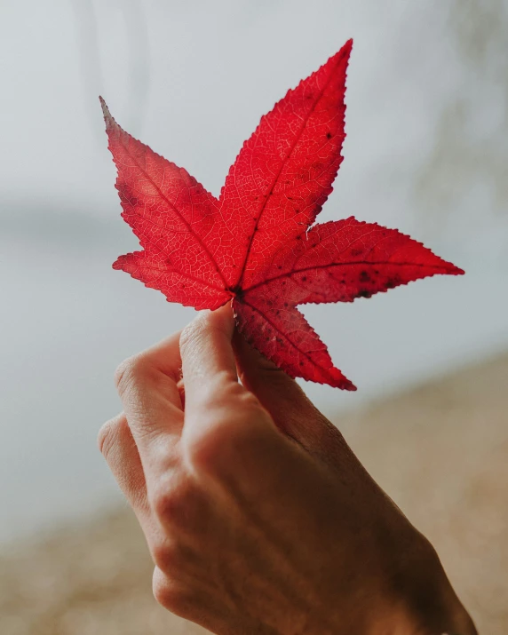 a person holds up a red leaf