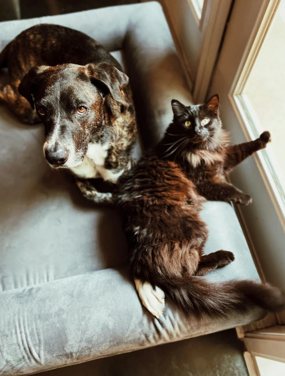 a cat and a dog on a bench by a window