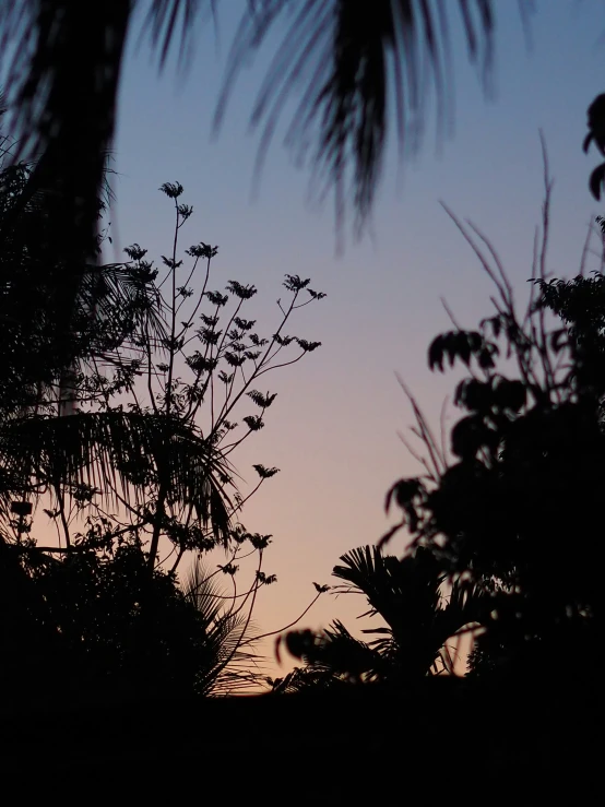 a view from behind a leaf covered tree with a sunset in the distance