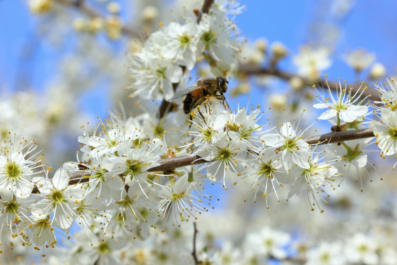 a small insect on a white flower with blue sky behind