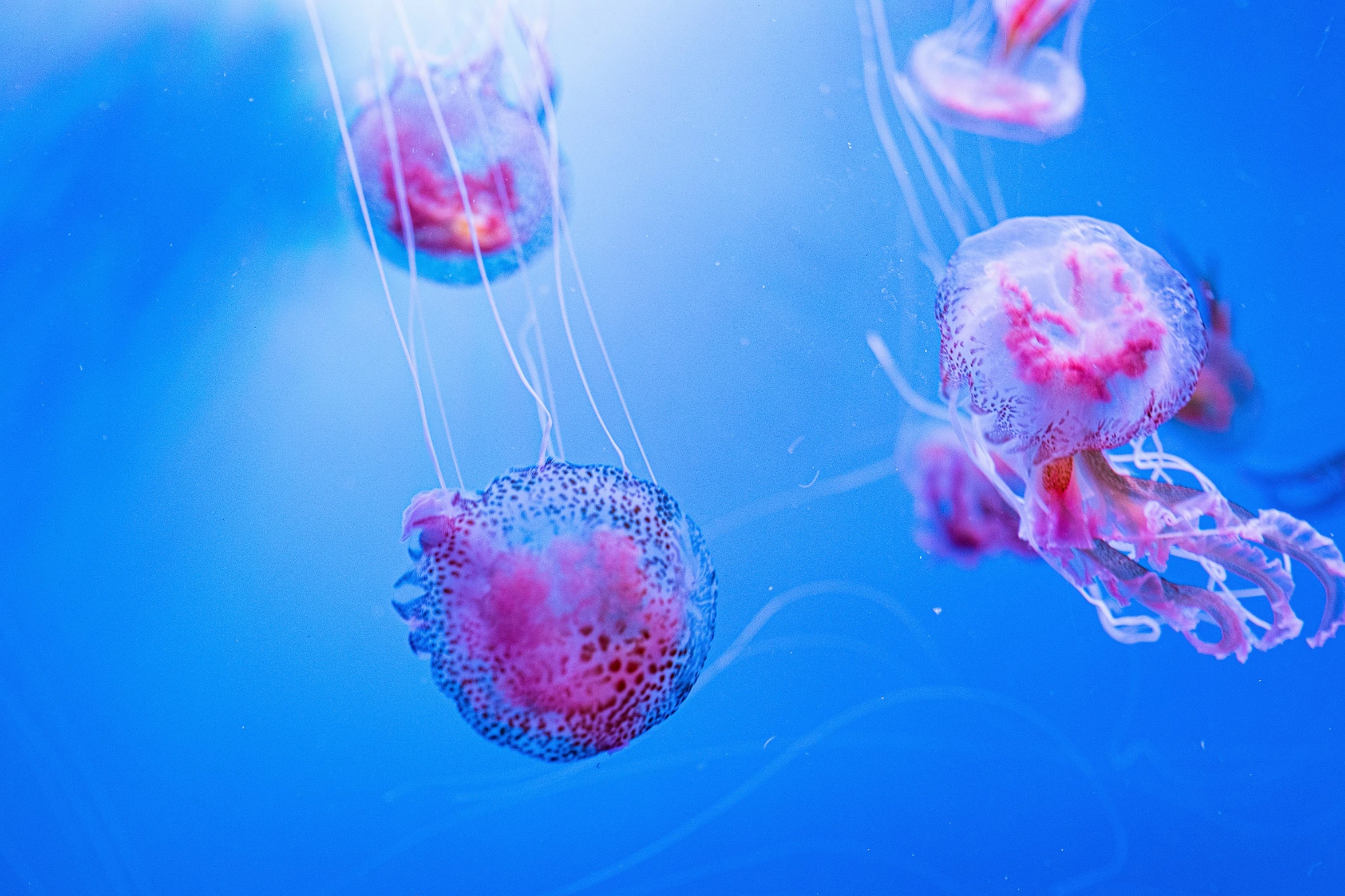 pink jellyfish in their tanks in the water