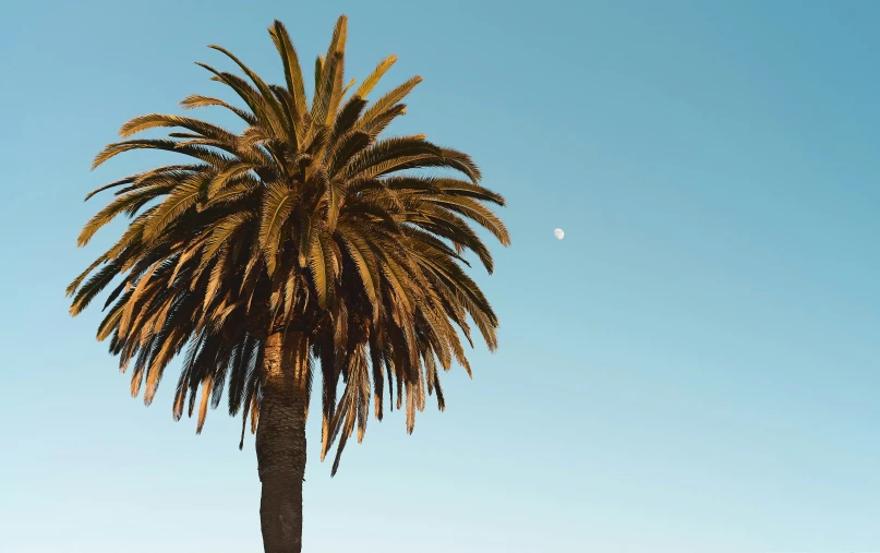 palm tree in full growth against a blue sky