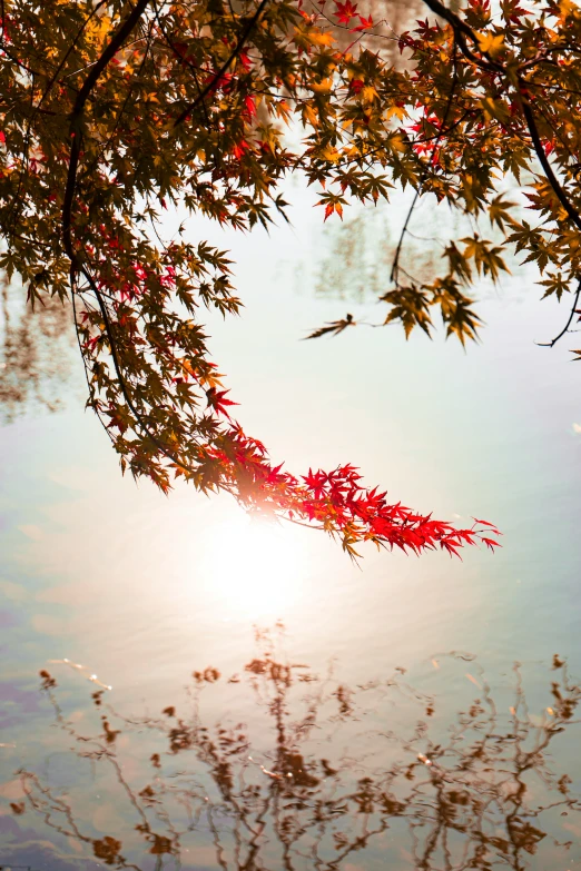 sun shining on water reflecting the nch and leaves