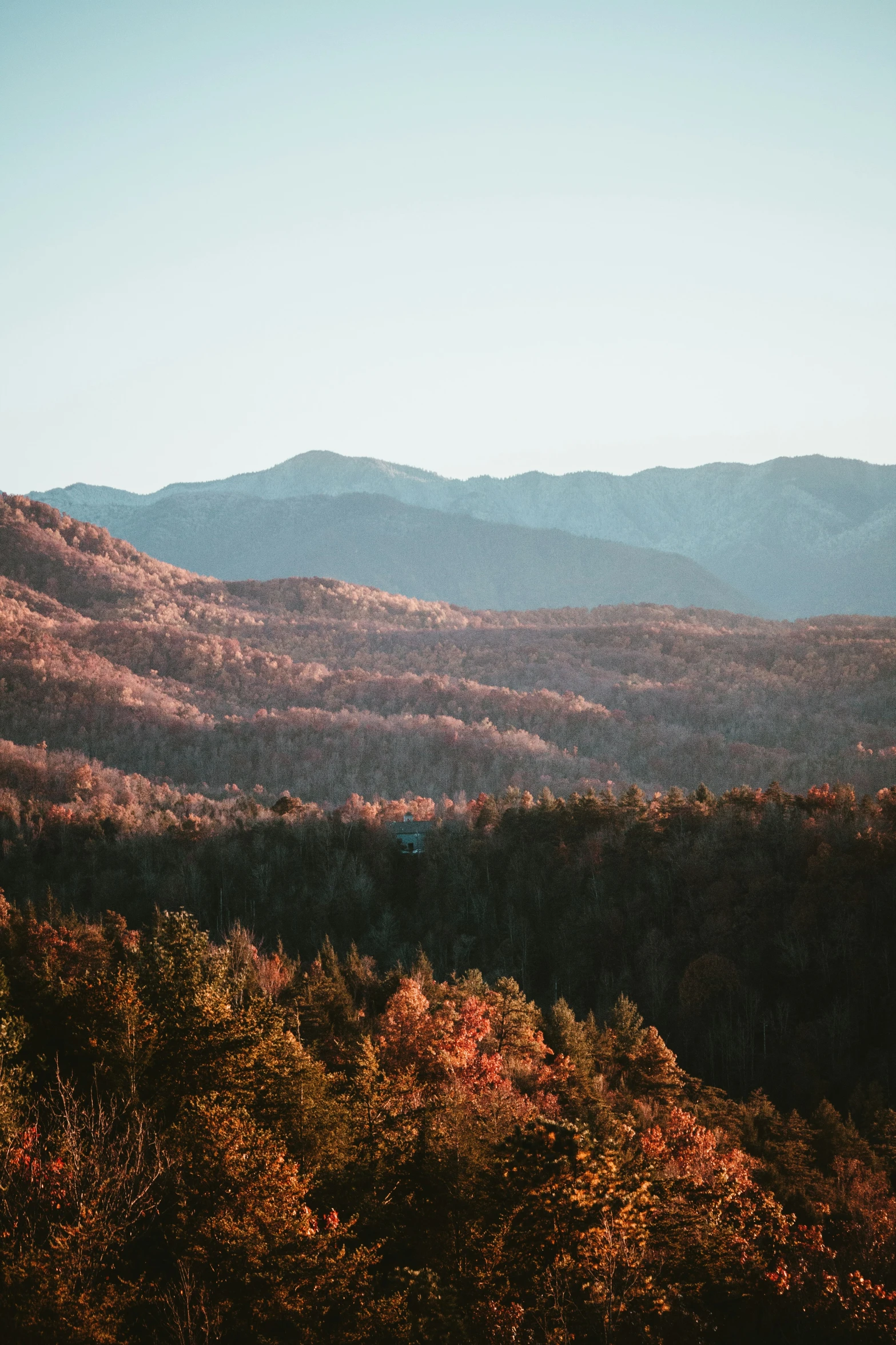 a forested area sits in front of mountain peaks