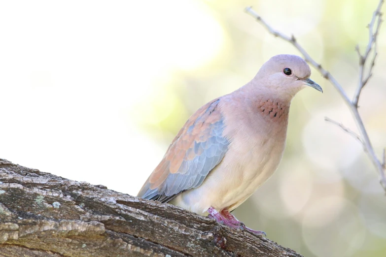 a bird is standing on a nch and looking up