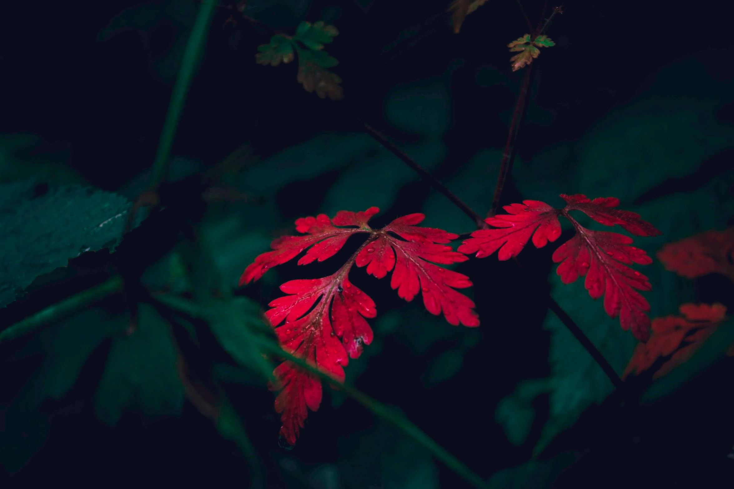 a nch with red leaves in the dark