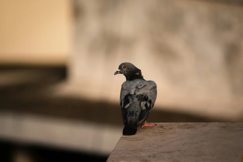 a bird standing on top of a cement wall