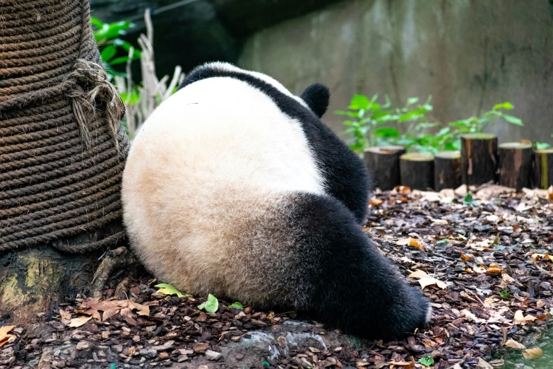 panda bear lying in front of a tree in the forest