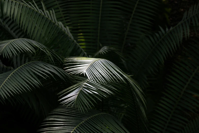 green palm leaves are shown close up and dark