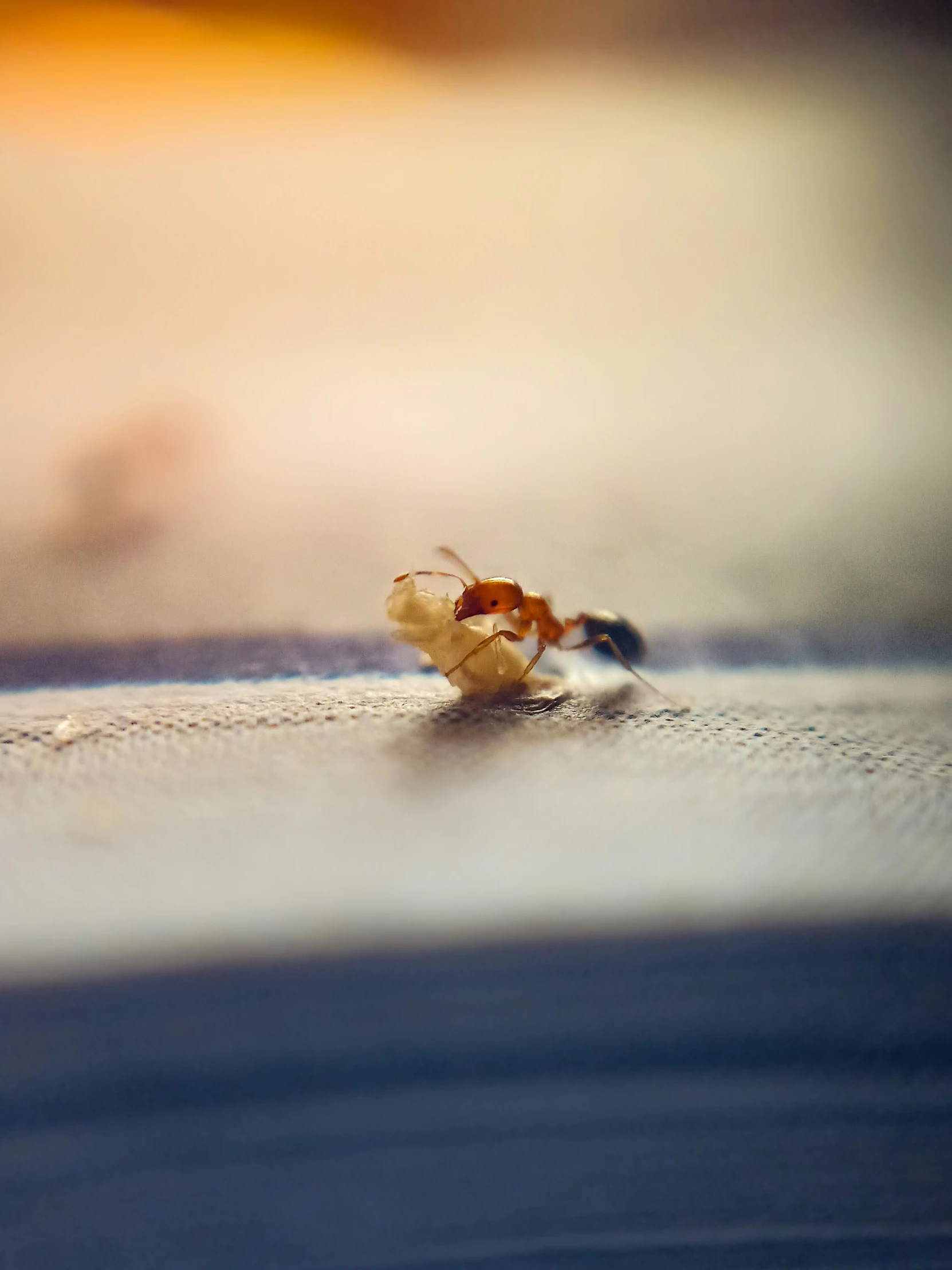 a close up view of an insect on the surface