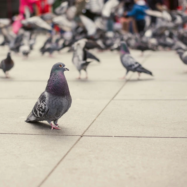 a pigeon looking for food on the street