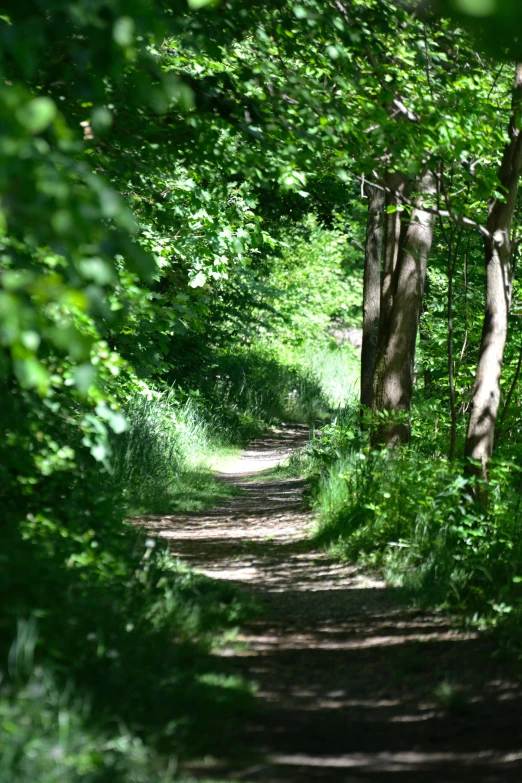 a dirt road with trees and bushes in the woods