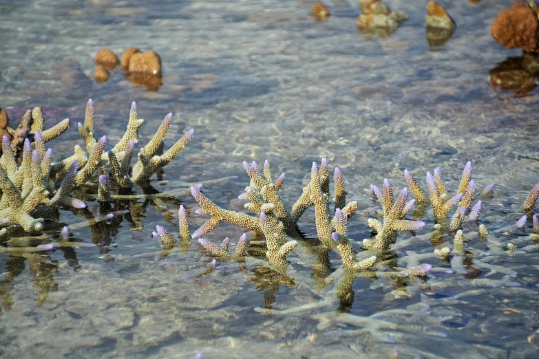 some little pink corals in shallow water