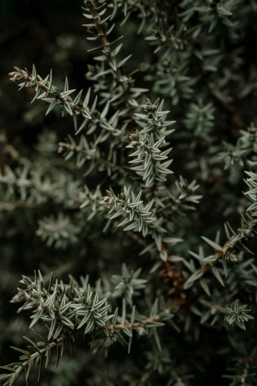 closeup of some small green plants with leaves