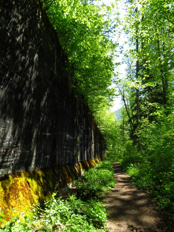a dirt path going through a lush green forest