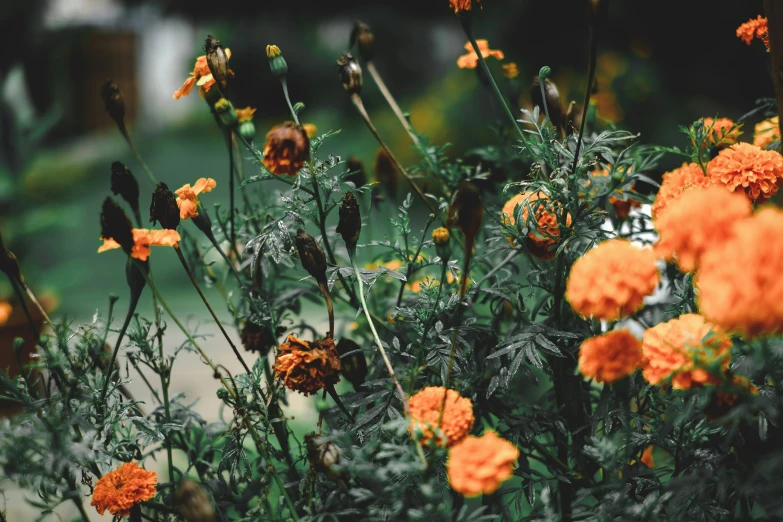 flowers blooming in a garden in front of a house