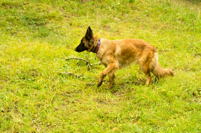 a german shepherd puppy playing outside on a sunny day