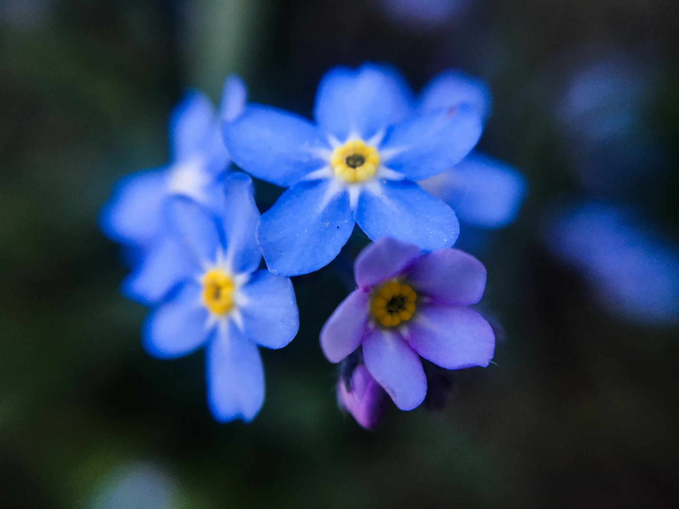 two small blue flowers with yellow centers sitting side by side