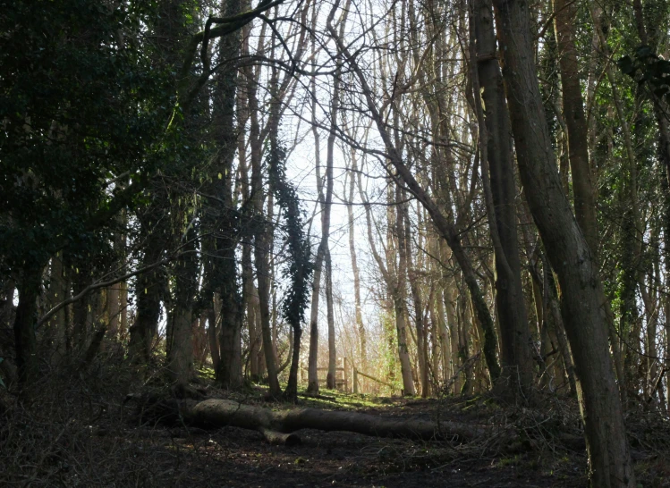 trees and fallen nches line the path through the woods